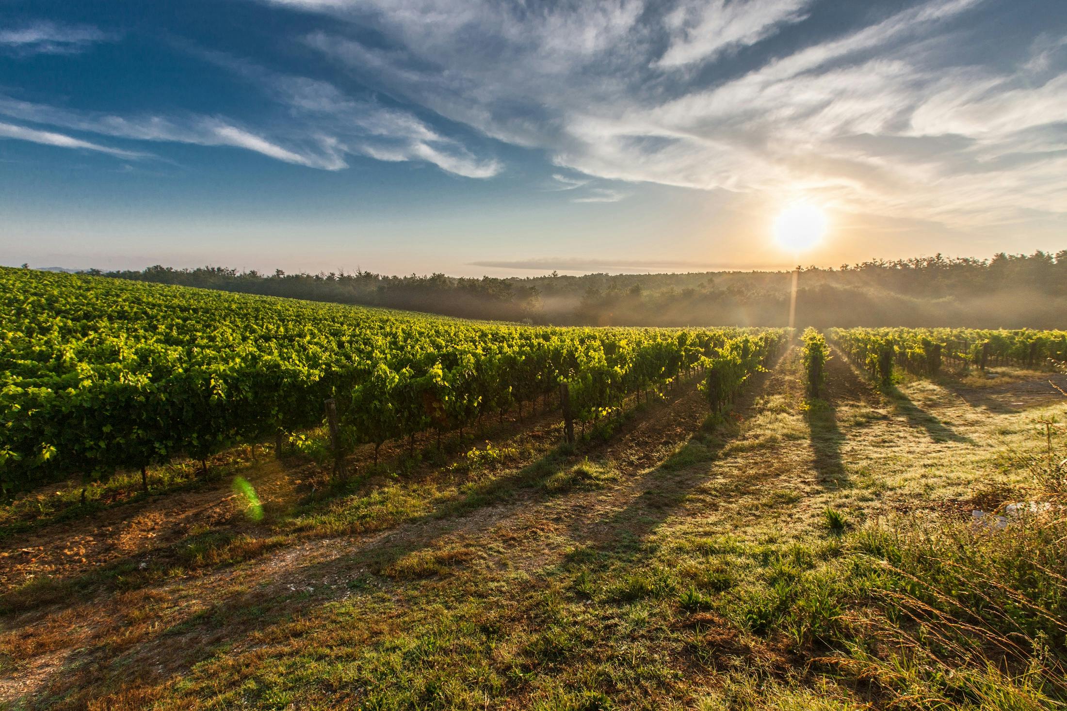 Executive Course in Food and Wine Journalism